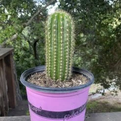 Trichocereus Grandiflorus Live Rooted Cactus 8”