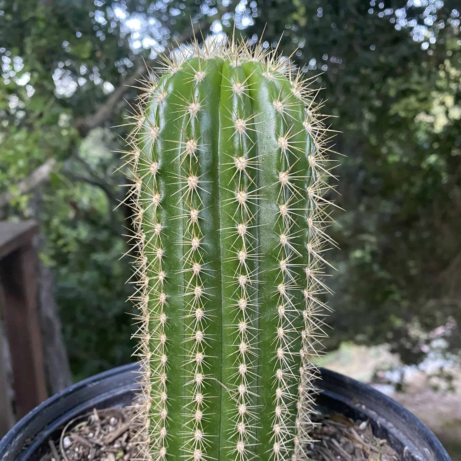 Trichocereus Grandiflorus Live Rooted Cactus 8” - Image 2
