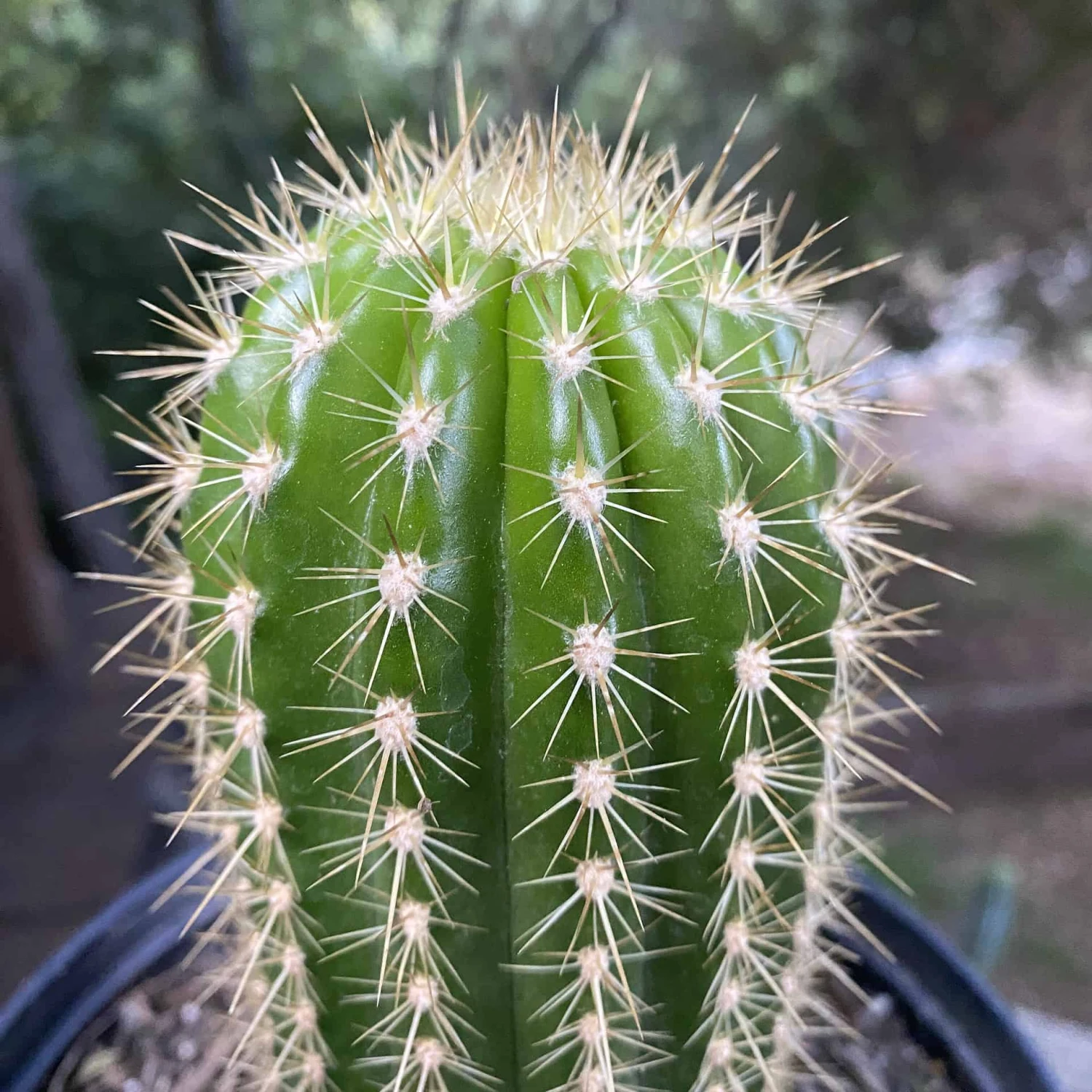 Trichocereus Grandiflorus Live Rooted Cactus 8” - Image 4