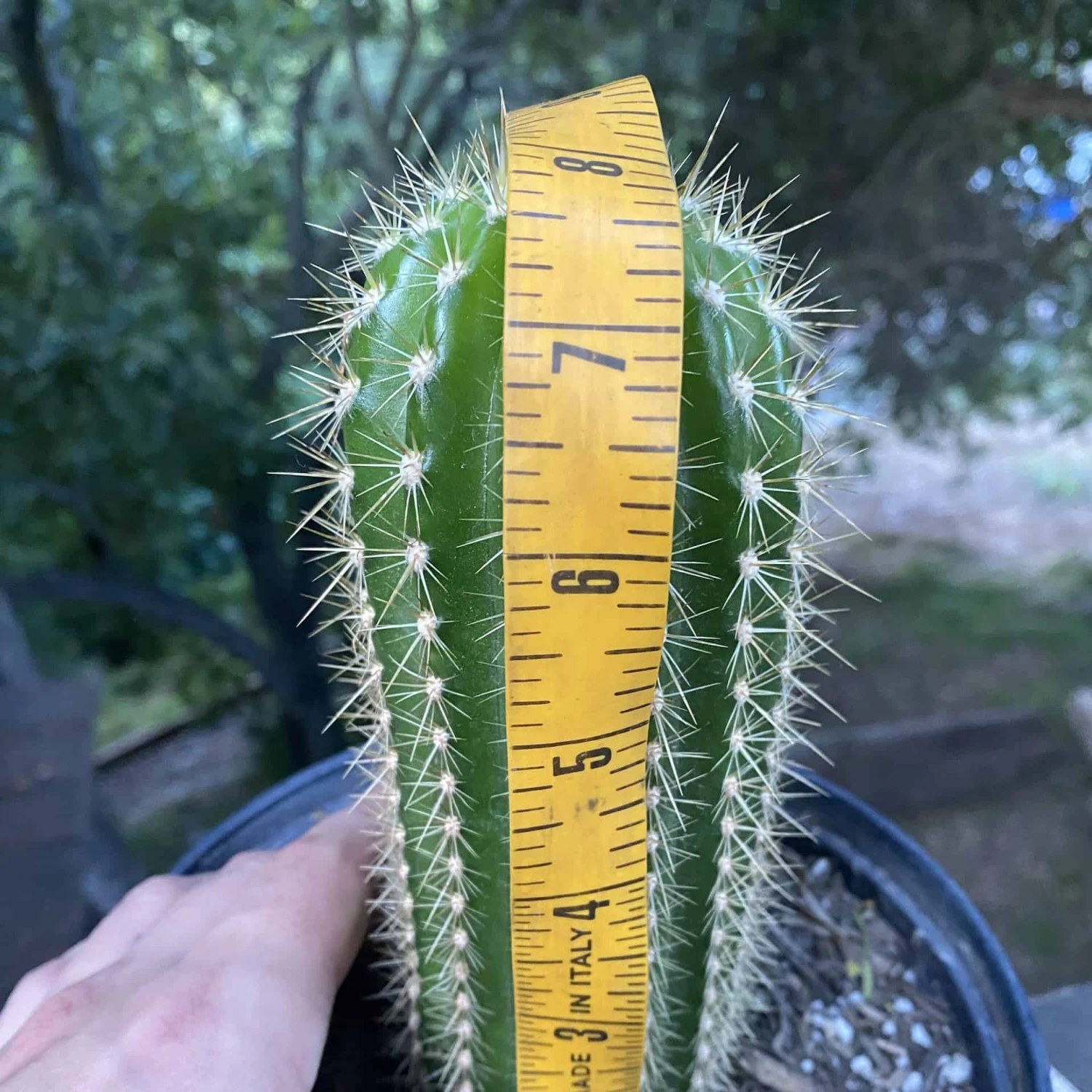 Trichocereus Grandiflorus Live Rooted Cactus 8” - Image 5