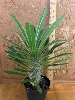 Madagascar Palm -- Pachypodium Lameiei