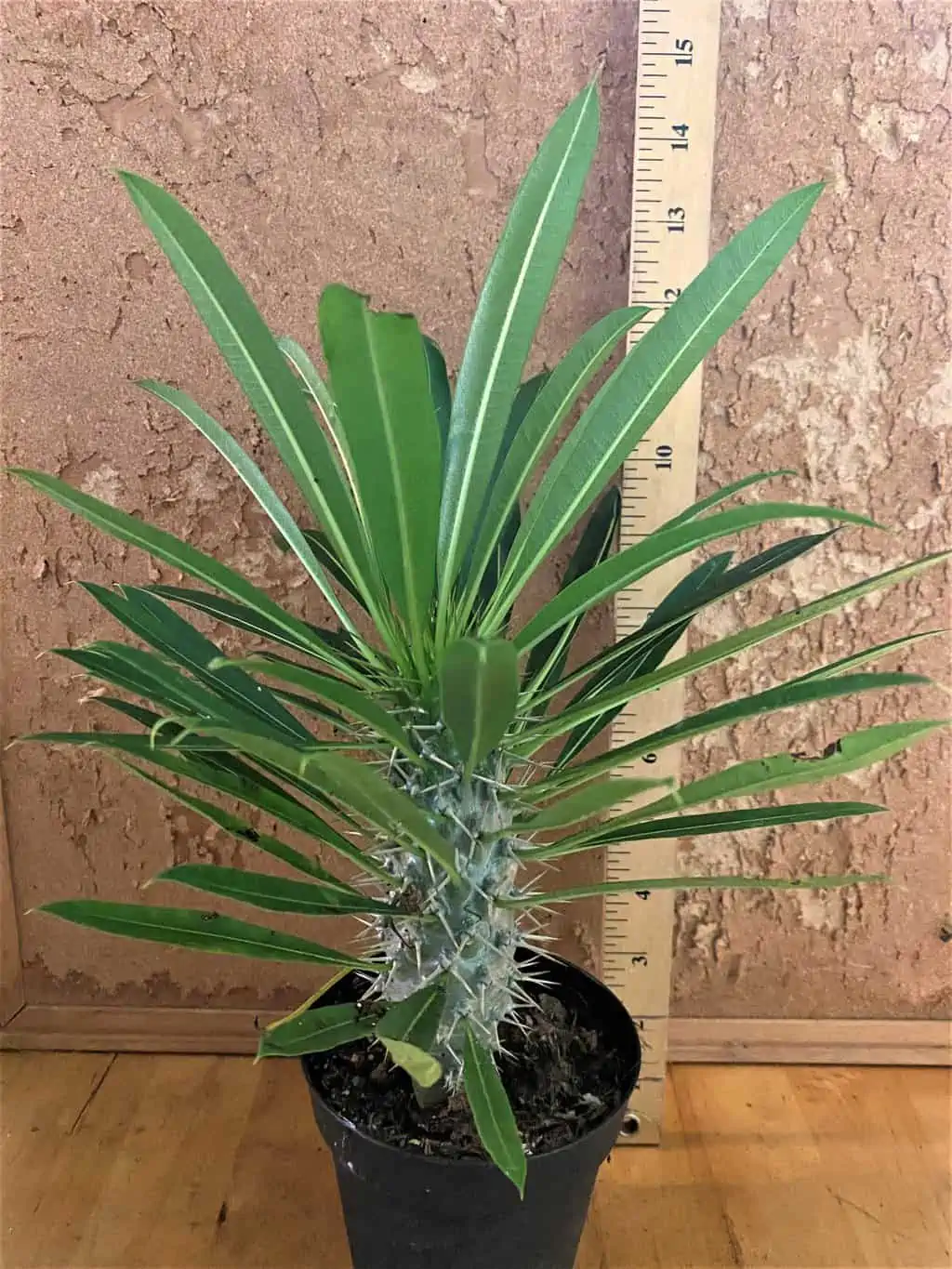 Madagascar Palm -- Pachypodium Lameiei