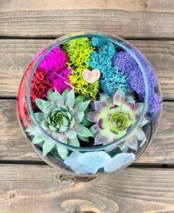 Rainbow Succulent Terrarium Kit