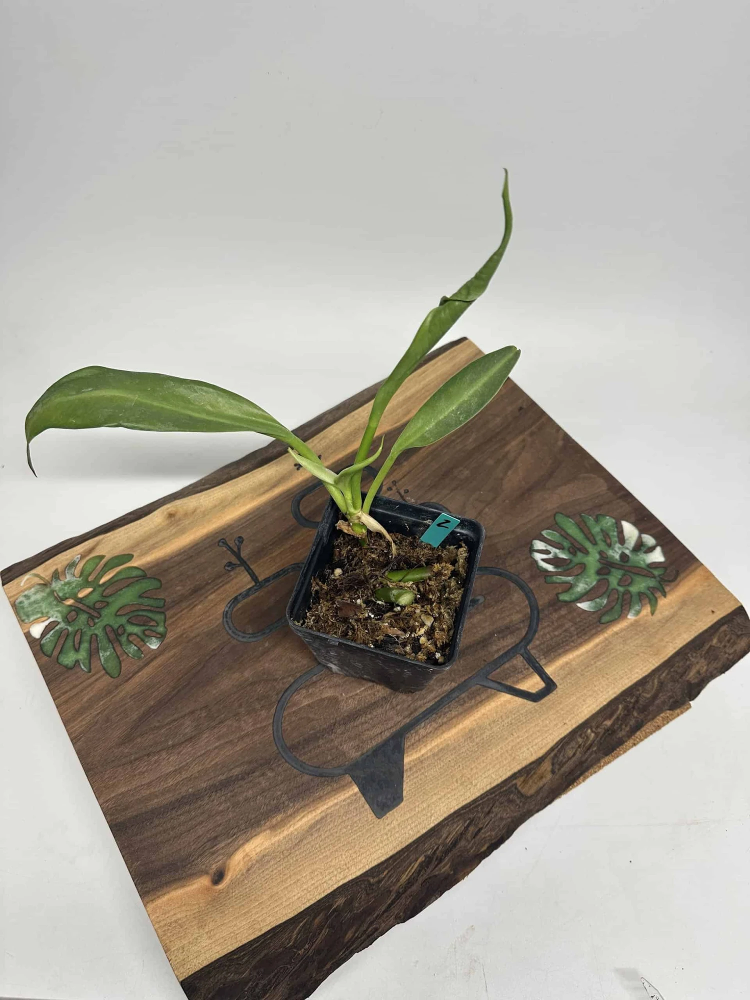 Philodendron Crassinervium - Image 6