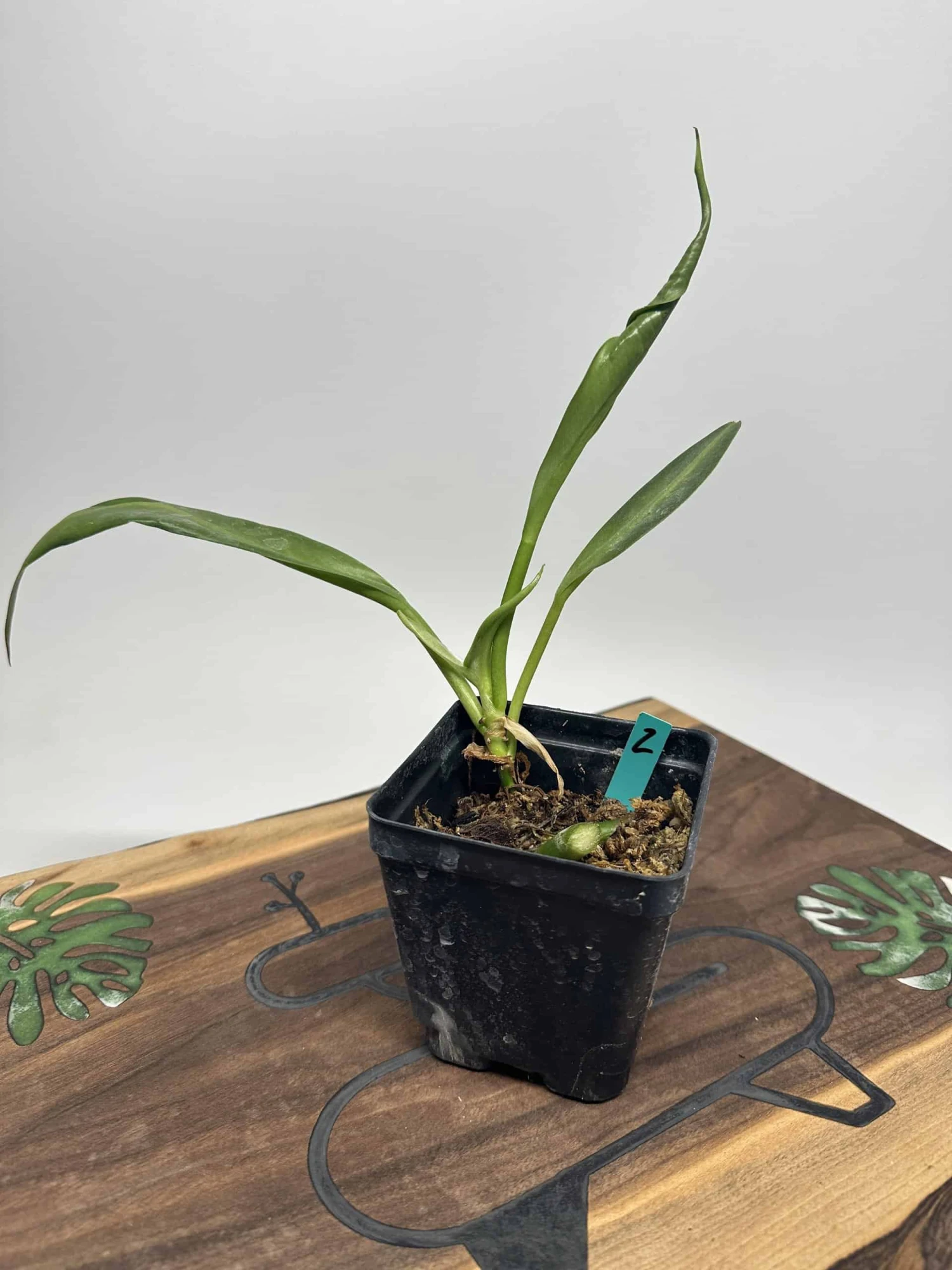 Philodendron Crassinervium - Image 5