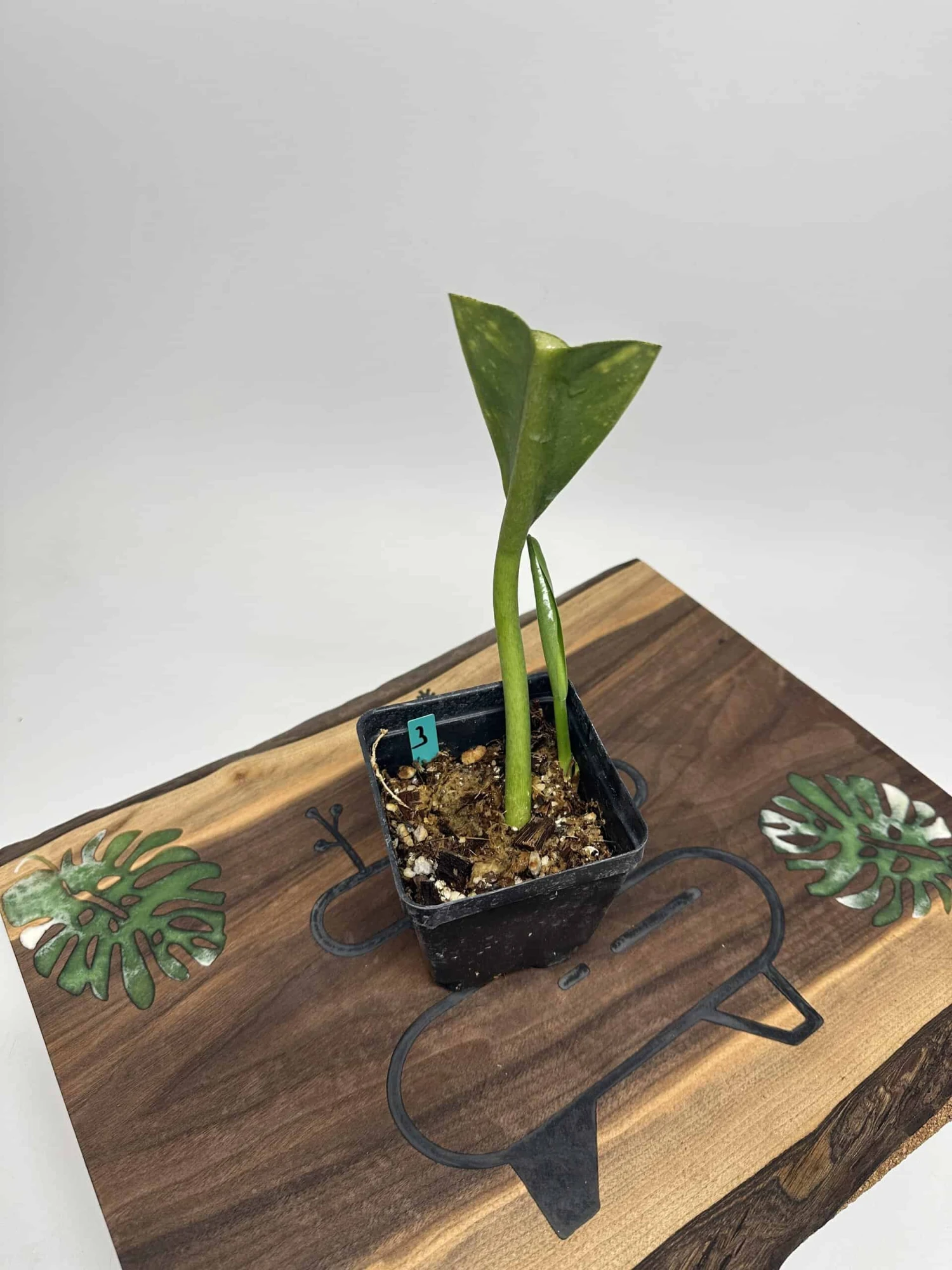 Philodendron Crassinervium - Image 4
