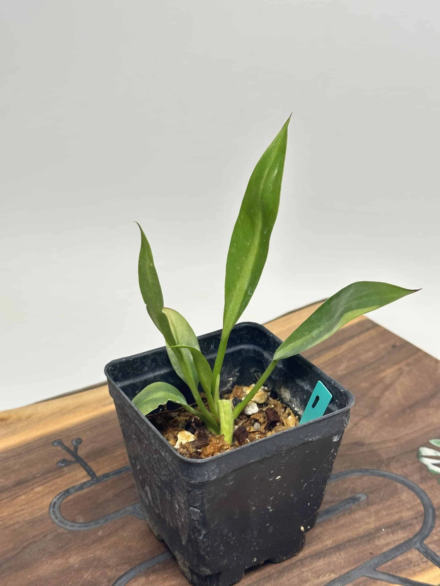 Philodendron Crassinervium - Image 2