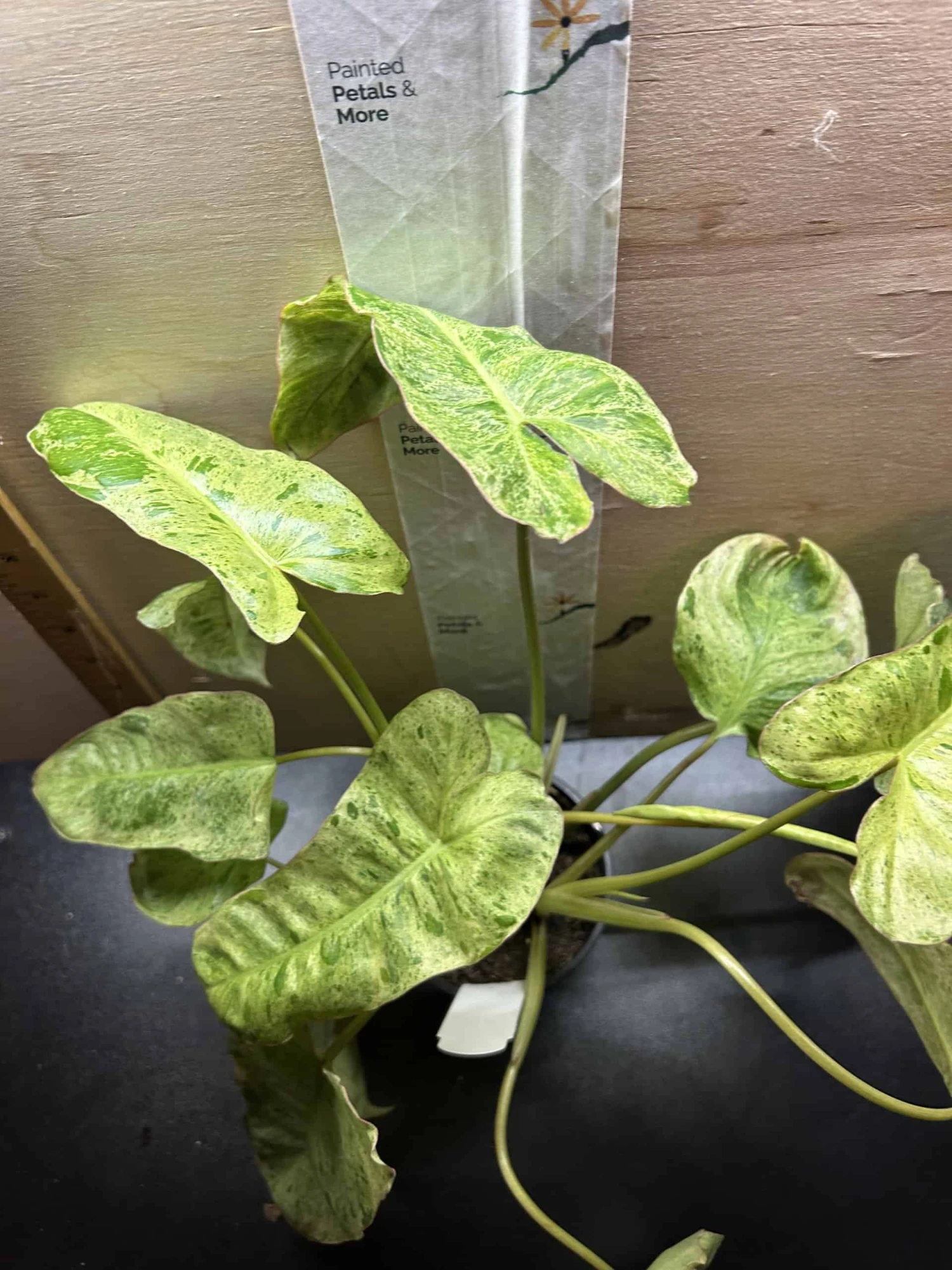 Philodendron Paraiso Verde - Image 2