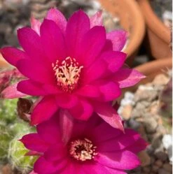 Cactus - Echinopsis Chamaecereus (compact)