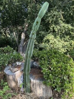 Peruvian Apple Cactus Cutting 60”