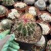 Ferocactus Gracilis