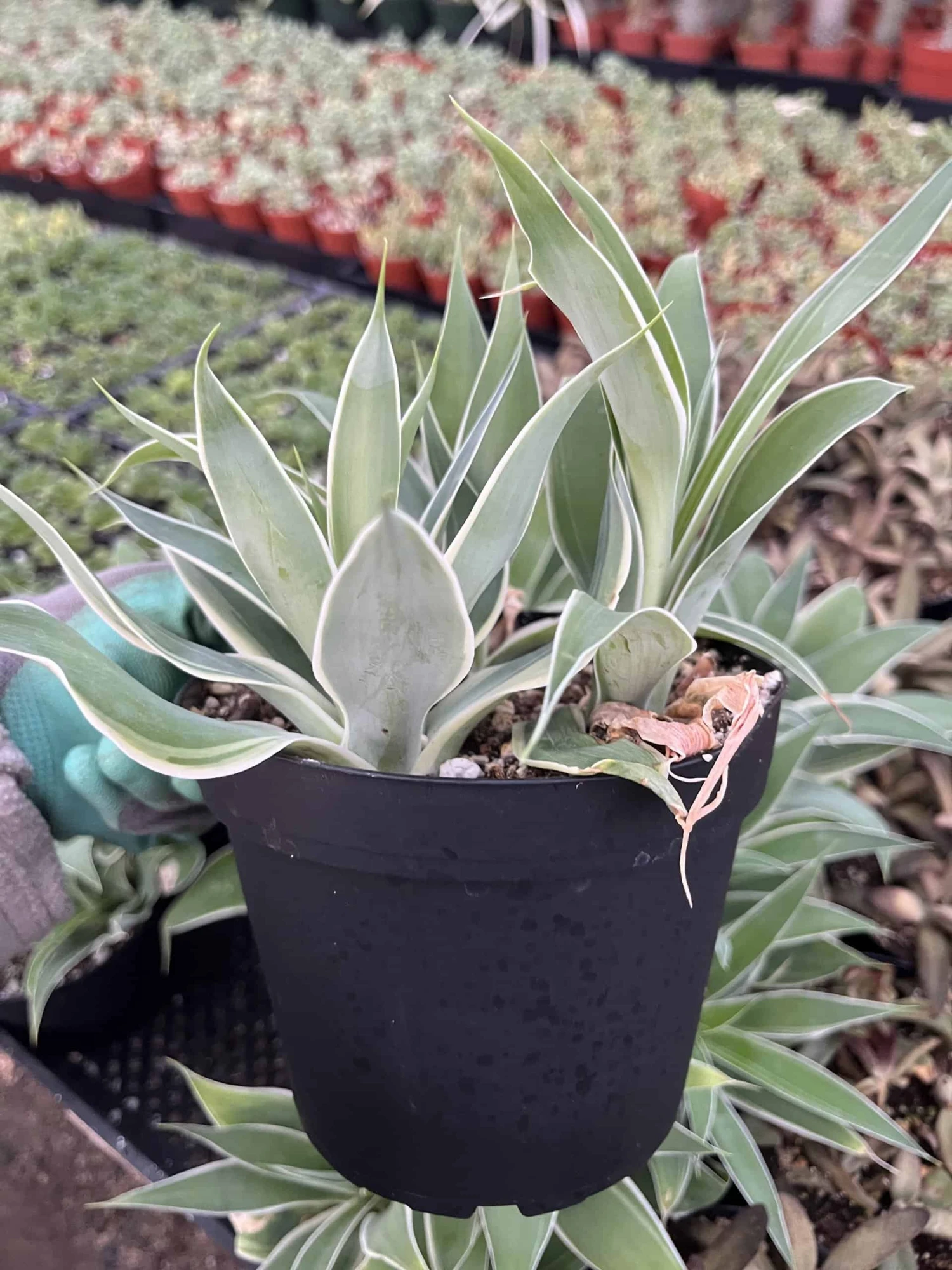 Agave Attenuata--Ray Of Light - Image 2