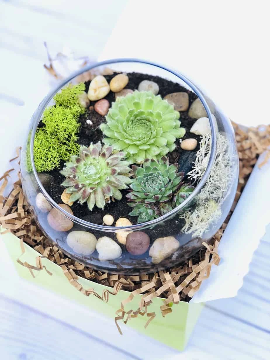 Succulent Terrarium Kit, Glass Terrarium, Cactus Plant Kit, Succulent Gift Box, DIY Plant Kit, Plant Lover Gift - Image 5