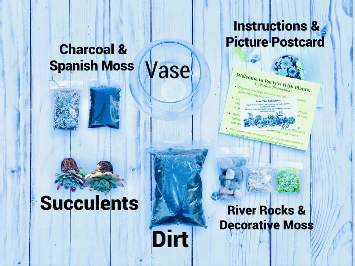 Succulent Terrarium Kit, Glass Terrarium, Cactus Plant Kit, Succulent Gift Box, DIY Plant Kit, Plant Lover Gift - Image 4