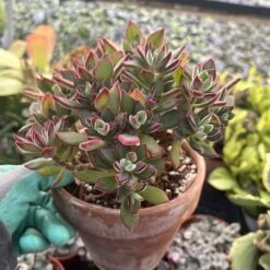 Echeveria Pulvinata---Ruby Chenille Plant