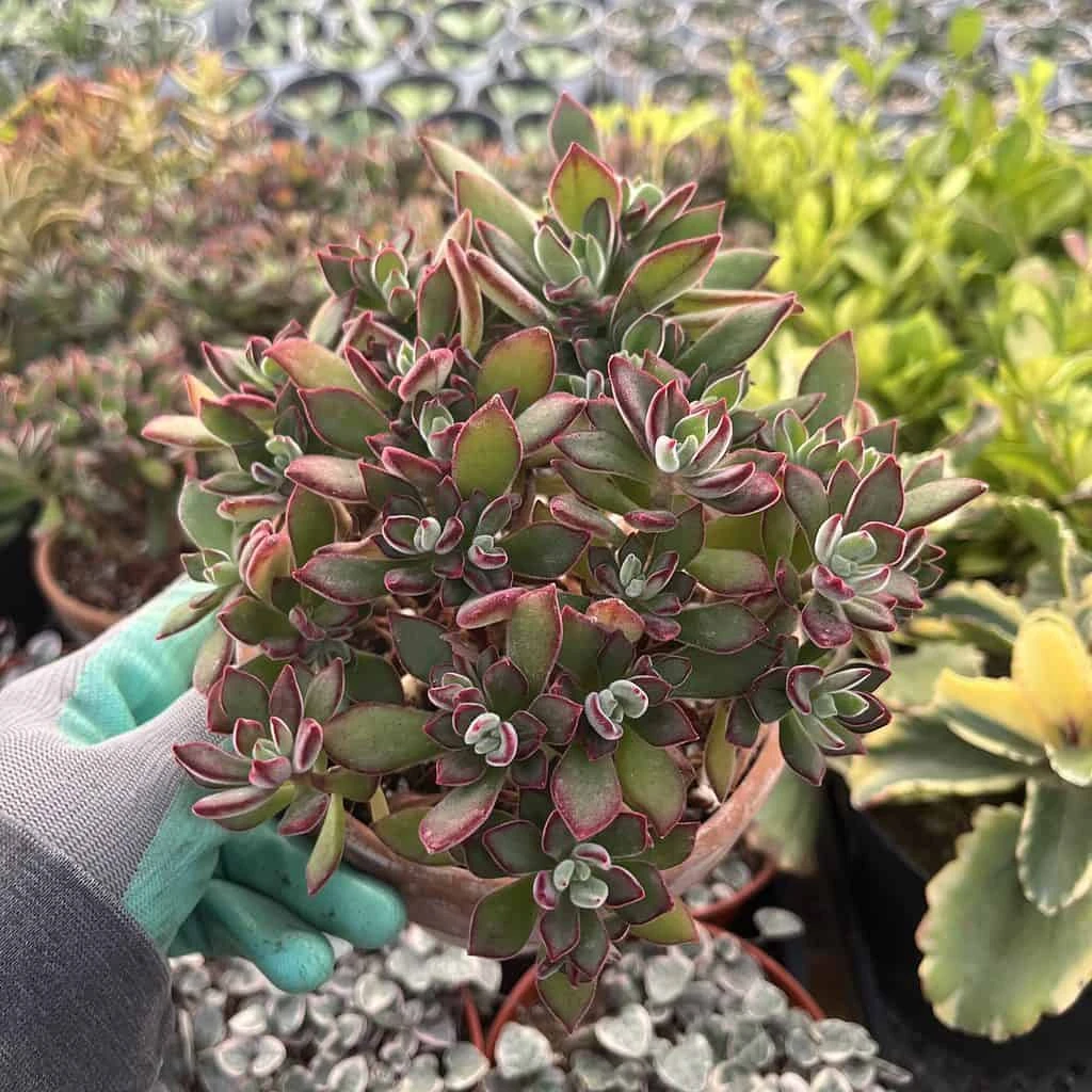 Echeveria Pulvinata---Ruby Chenille Plant - Image 3