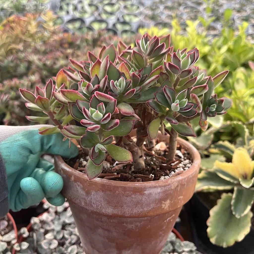 Echeveria Pulvinata---Ruby Chenille Plant - Image 2