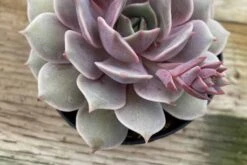 Medium Succulent Plant 'Angel Kissed'.
