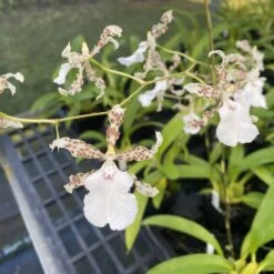 Oncidium Speckled Spire 'Whisp' Wonderful Fragrance 4" Pots