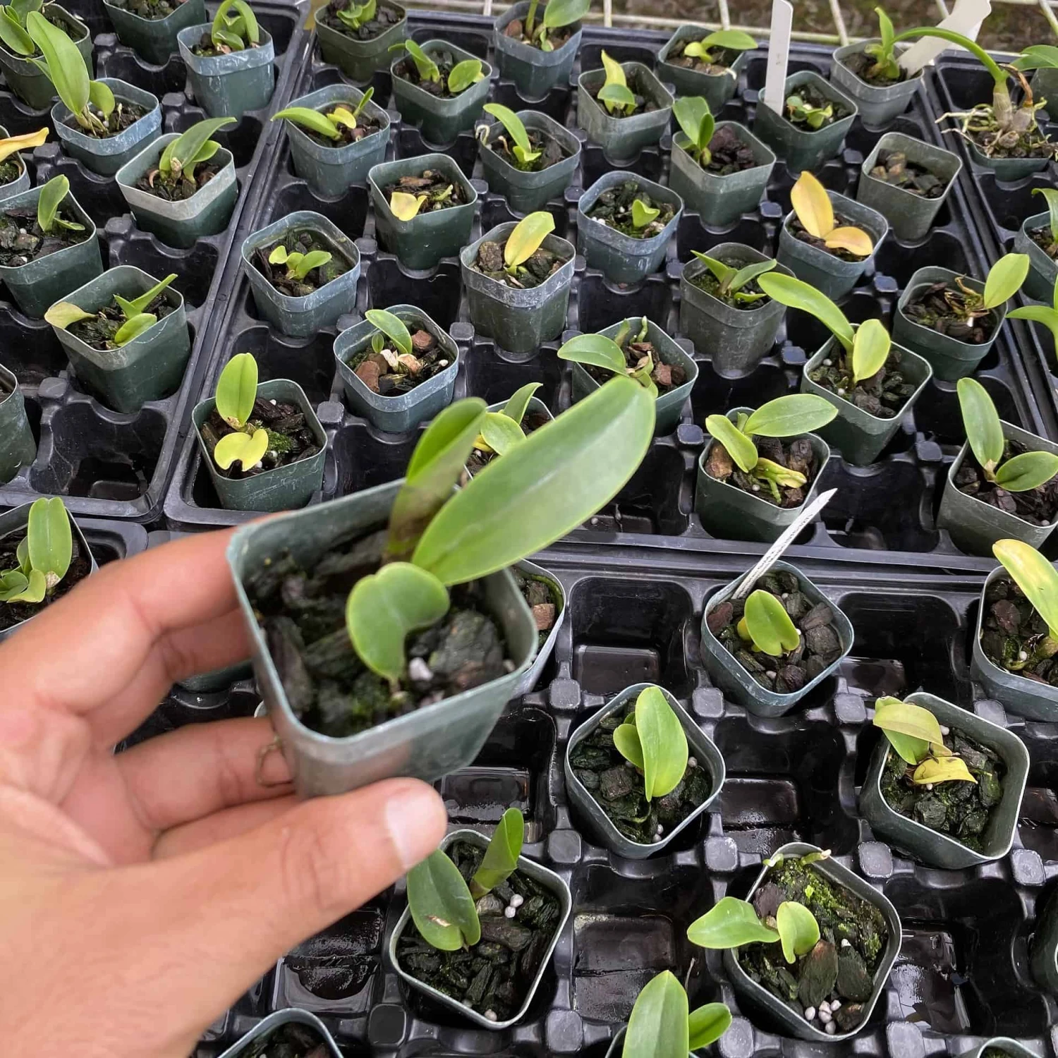 Cattleya Rlc Thongsuphan Gold X Rlc Suvarnabhumi Magic Comes In 2 - Image 2