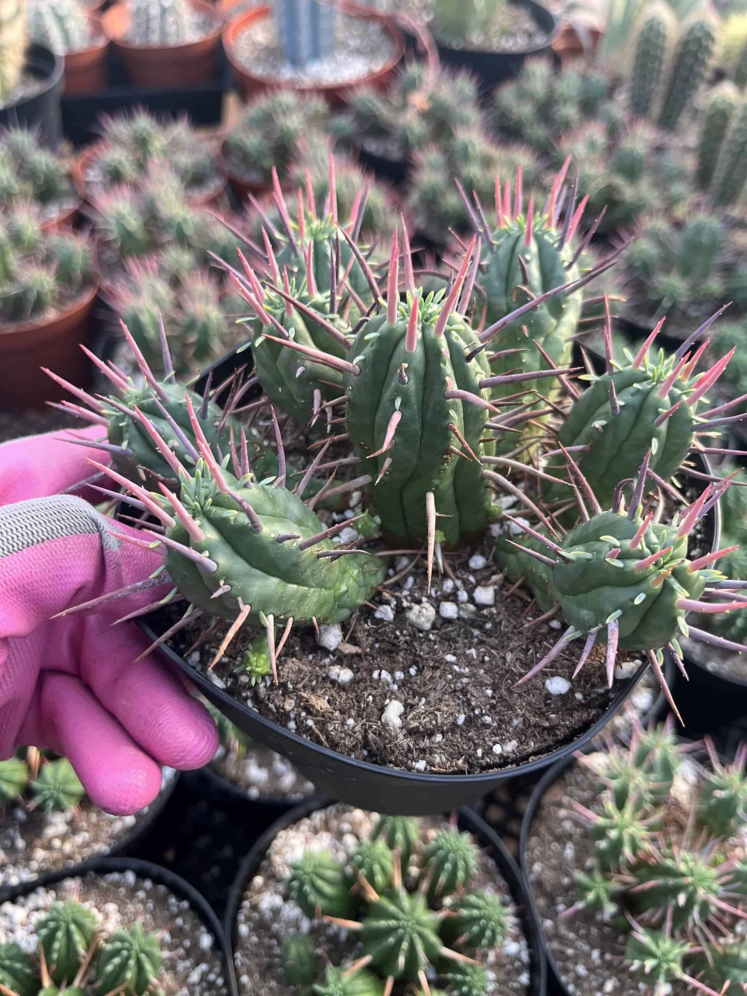 Cactiandexotica | Euphorbia Ferox