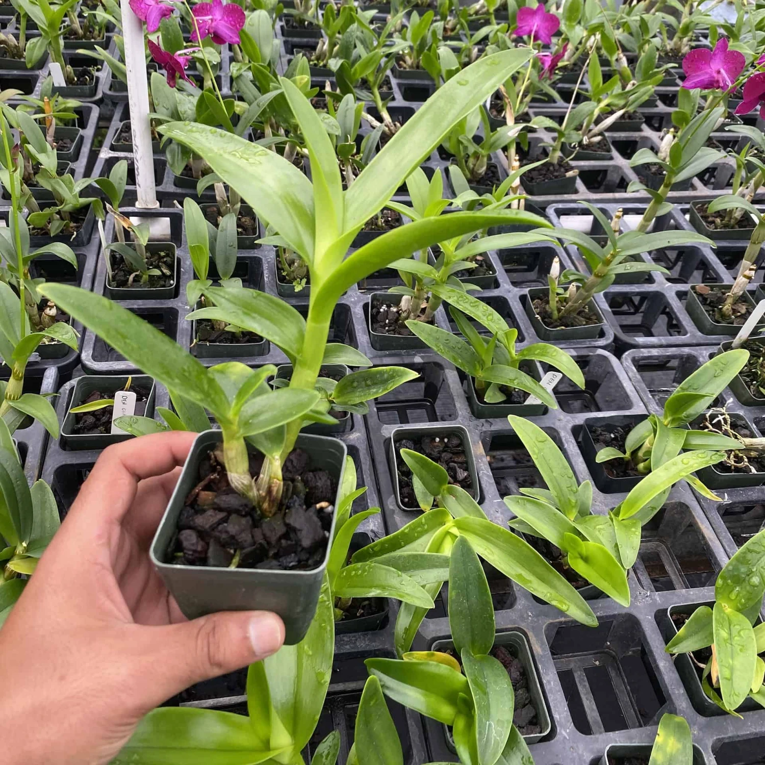 Dendrobium Chan-Chao Comes In 2" Pot - Image 2