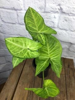 LIVE Syngonium Podophyllum Arrowhead 'White Butterfly' Plant In 4" Pot