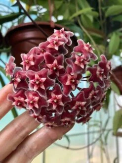 Hoya Publicalyx Speckled Potted In 4" Pot