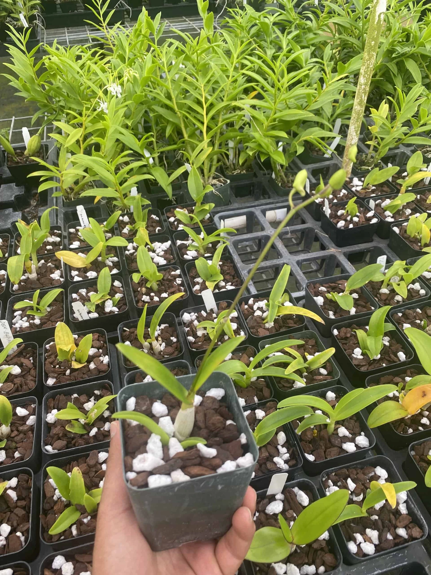 Dendrobium Banana Royal X Anching Lubag 4" Pot - Image 2