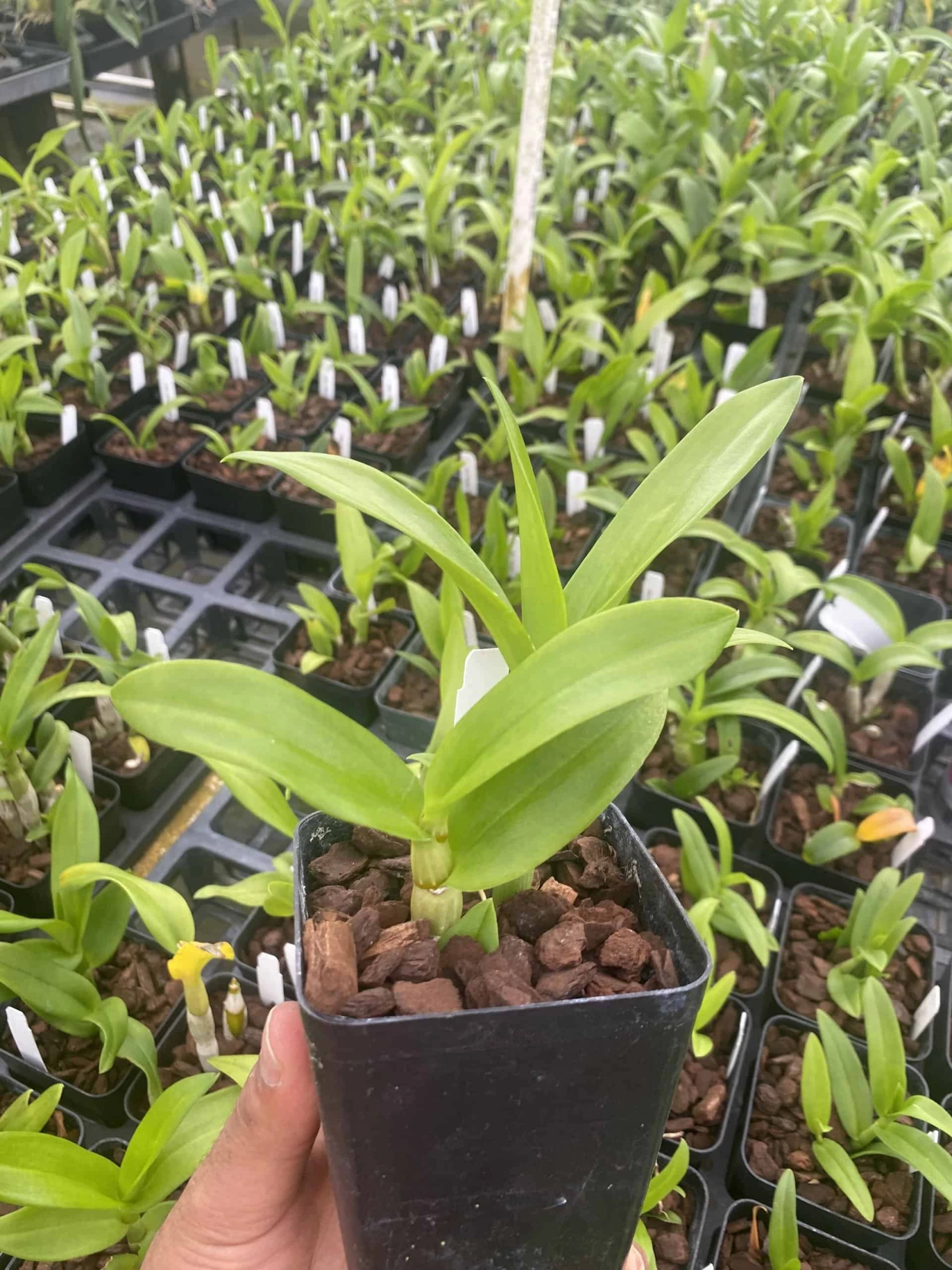 Dendrobium Popeye 4" Pot - Image 2