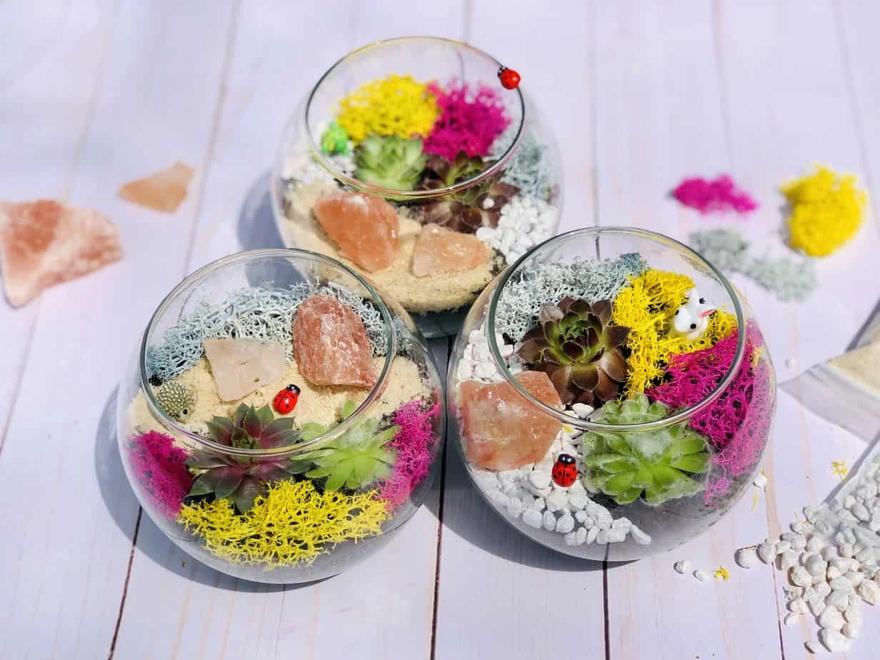 Pink Himalayan Salt Rock Terrarium Kit