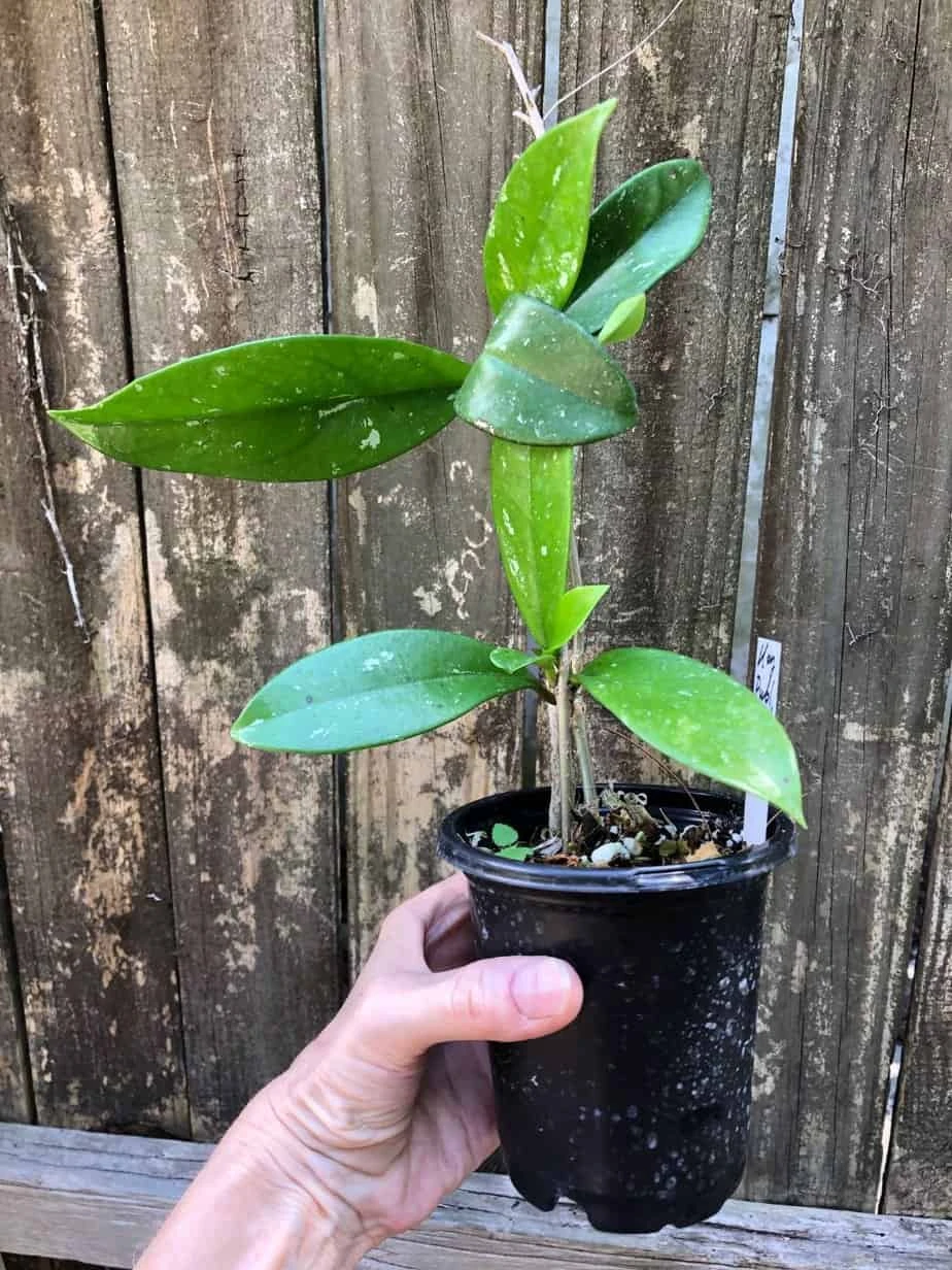 Hoya Publicalyx Speckled Potted In 4" Pot - Image 3