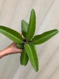 LIVE Kalanchoe Suarezensis Plant Potted With Soil In 3" Pot