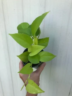 Neon Pothos In 3" Pot - Epipremnum Aureum Neon, Ships In Pot