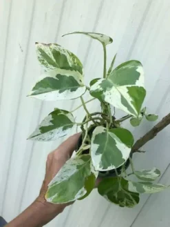 LIVE Pearls And Jade Pothos, Epipremnum Aureum Pearls And Jade In 3 Or 4 Inches Pot