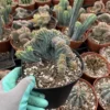 Myrtillocactus Cristata----Blue Candle Crested