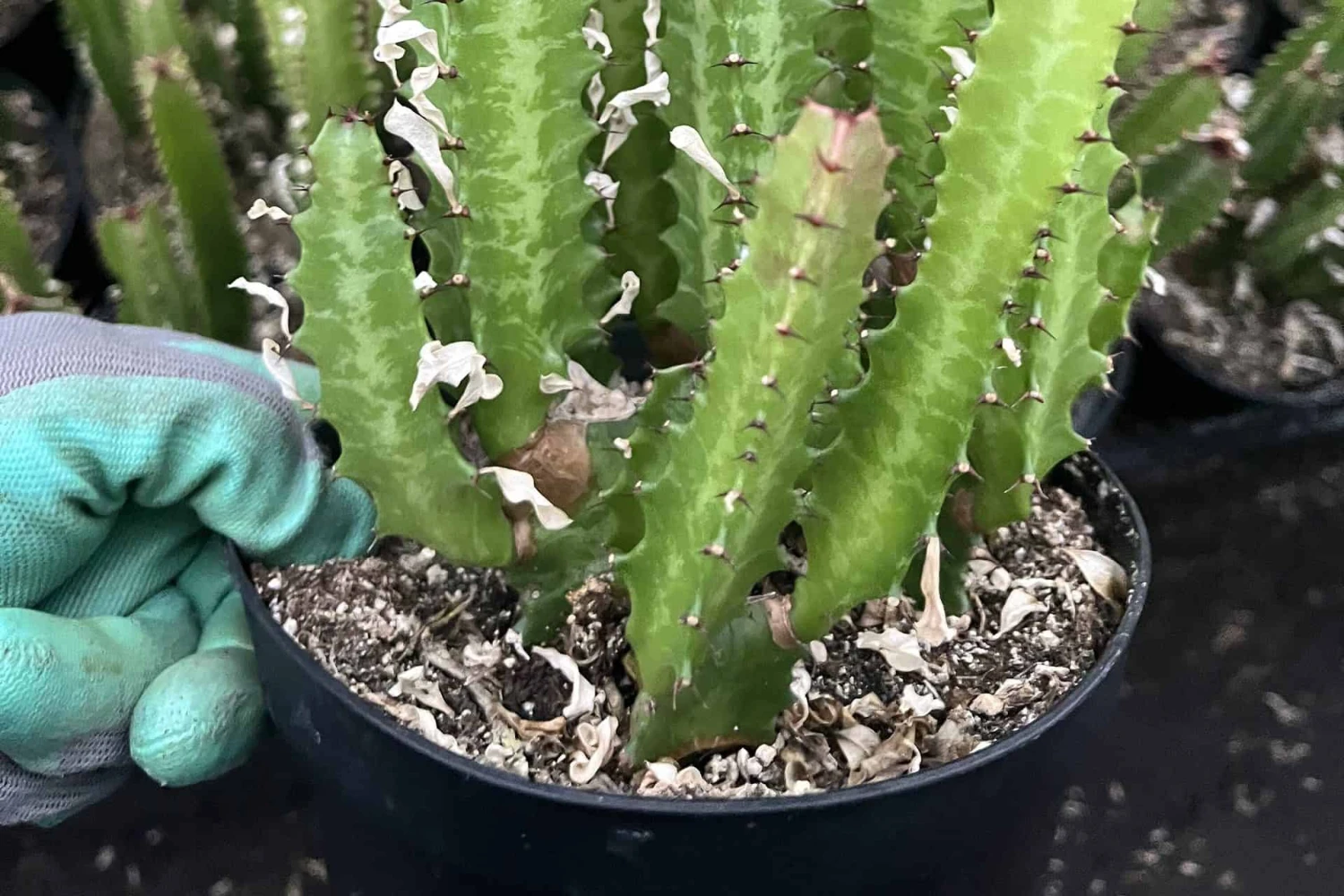 Euphorbia Trigona Green | 6" Pot - Image 4