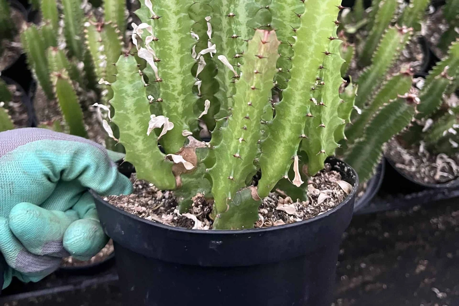 Euphorbia Trigona Green | 6" Pot - Image 3