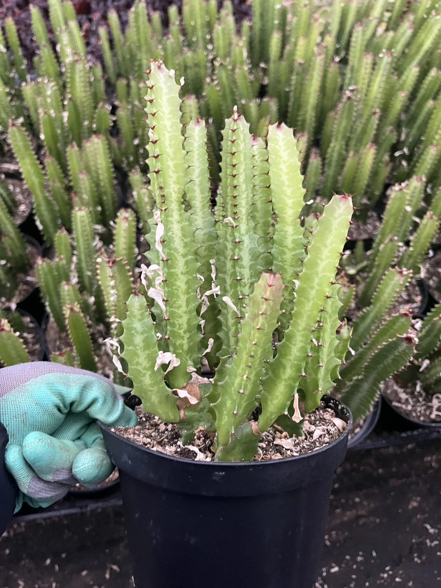Euphorbia Trigona Green | 6" Pot - Image 2
