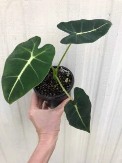 Alocasia 'Frydek' - Elephant Ear Plant In 4" Pot