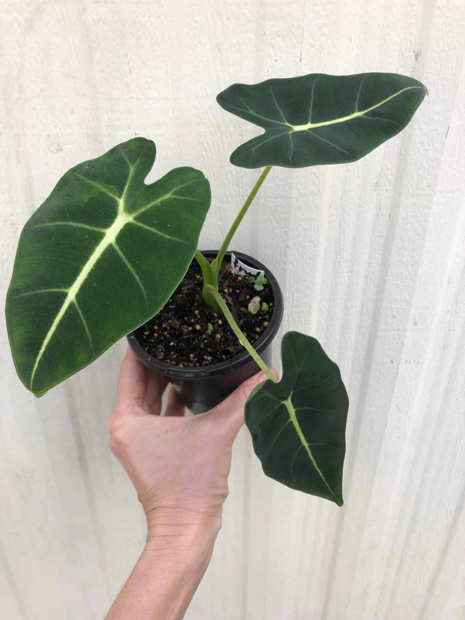 Alocasia 'Frydek' - Elephant Ear Plant In 4" Pot