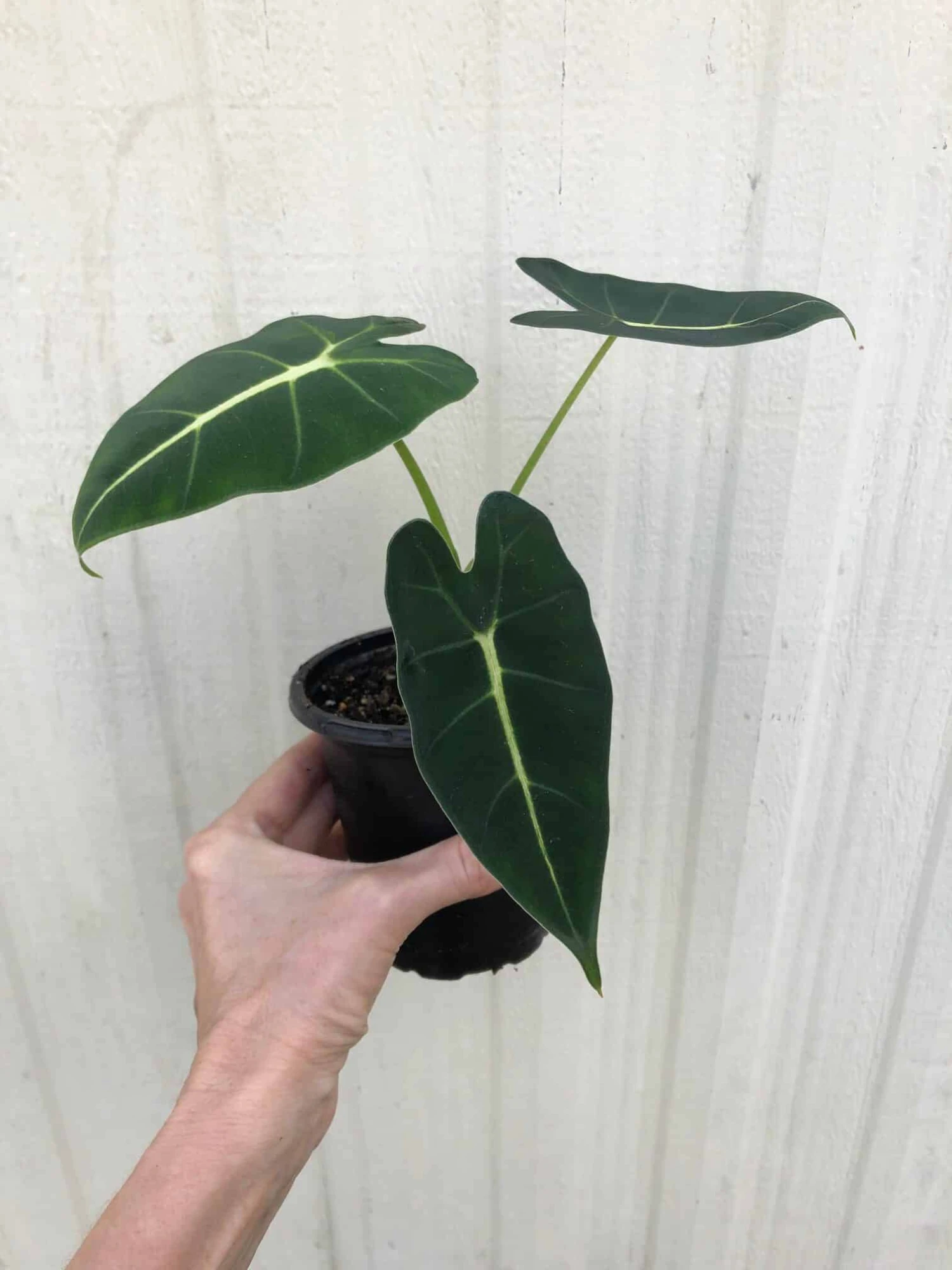 Alocasia 'Frydek' - Elephant Ear Plant In 4" Pot - Image 2