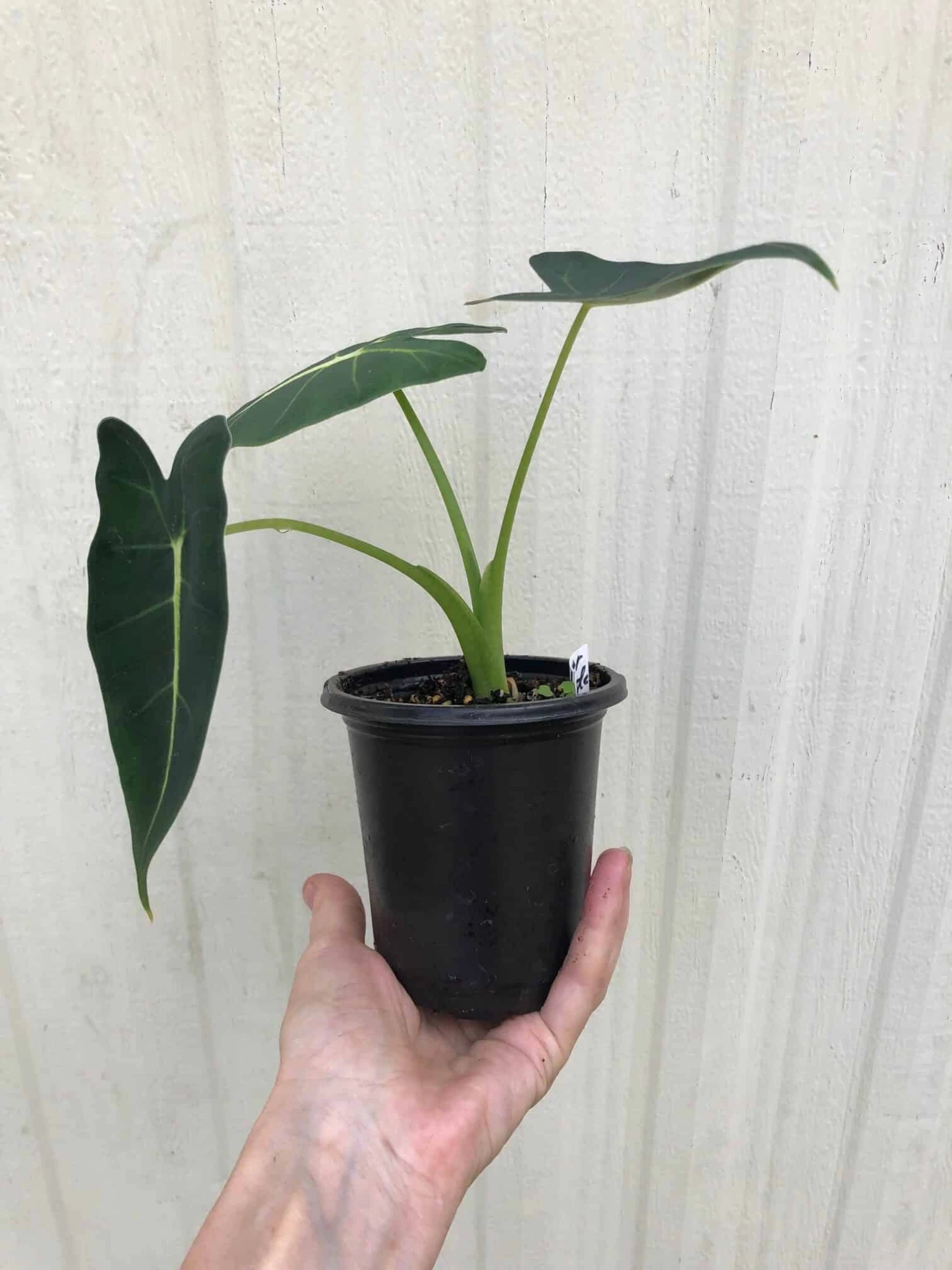 Alocasia 'Frydek' - Elephant Ear Plant In 4" Pot - Image 3