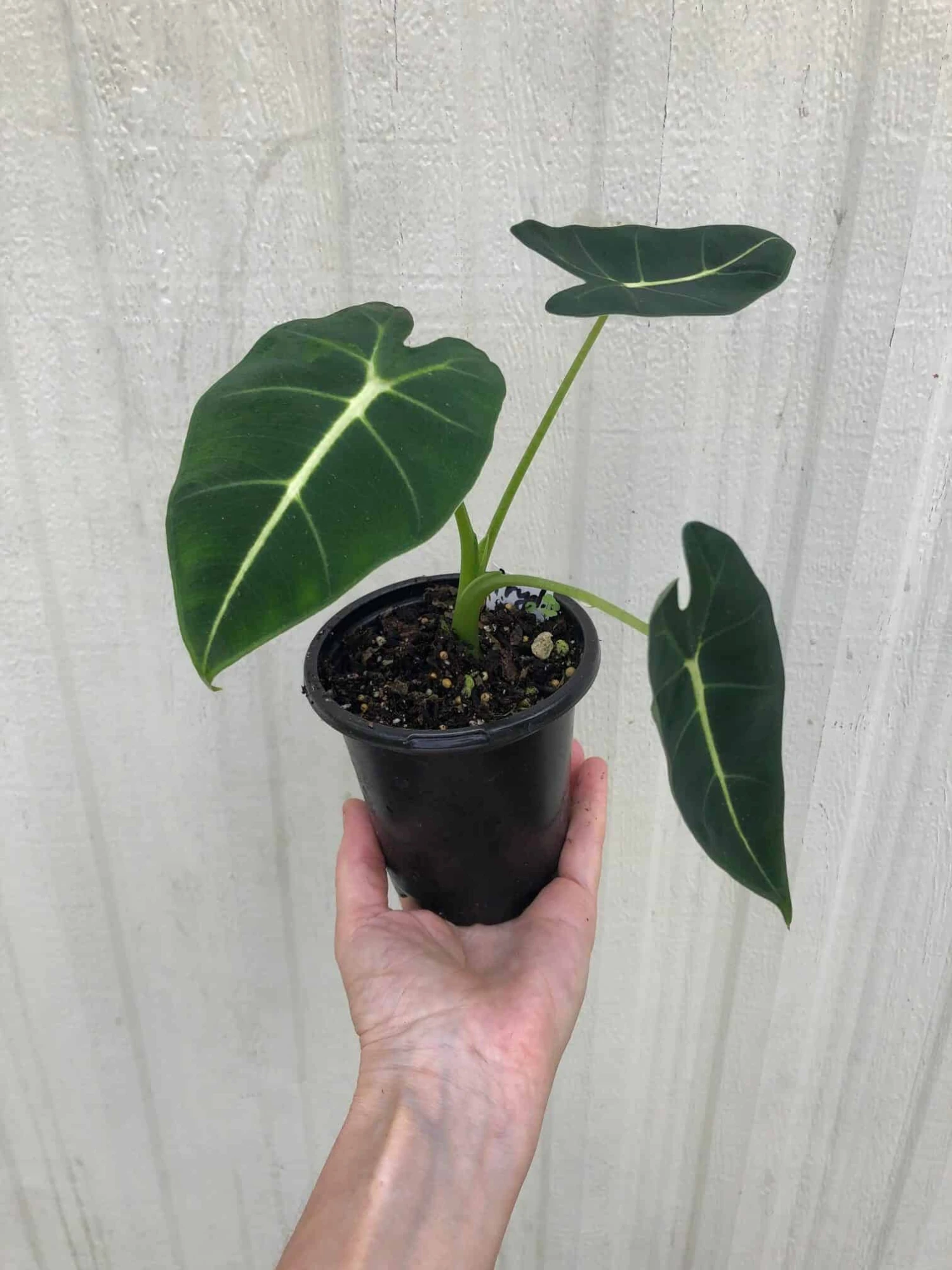 Alocasia 'Frydek' - Elephant Ear Plant In 4" Pot - Image 4