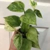 Marble Queen Pothos In 4" Pot - Epipremnum Aureum Marble Queen