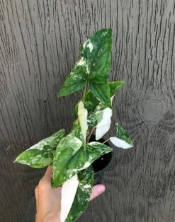 Syngonium Podophyllum 'Albo' Variegated - Arrowhead Plant In 3 Inch Pot