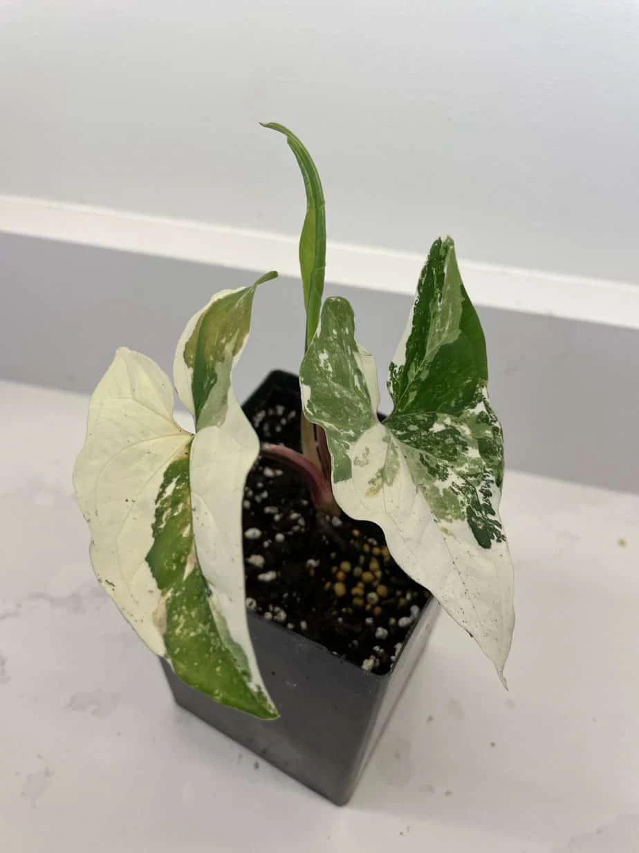 Syngonium Podophyllum "Albo-variegatum"