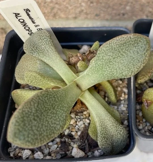 Succulent- Aloinopsis Rosulata - Image 4