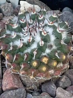 Cactus - Mammillaria Hahniana Spp Mendeliana