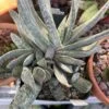 Succulent- Gasteria 'Sakura Fuji'